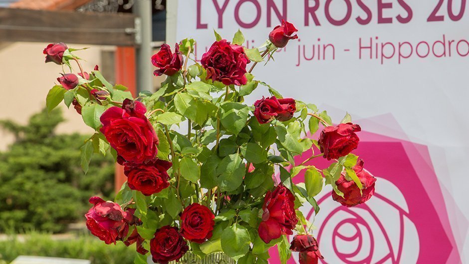 Lyon Roses 2015 Meilland International