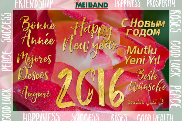 Meilland Happy New Year 2016