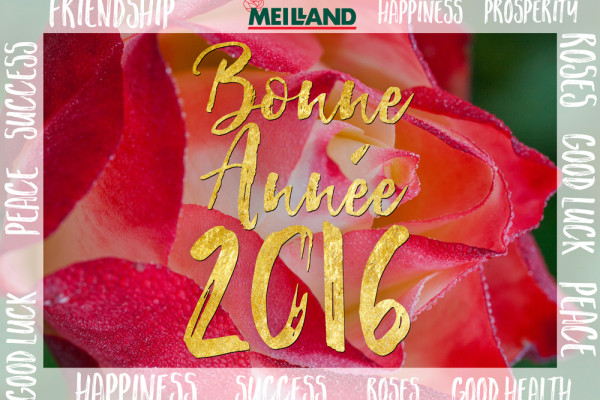 Meilland Happy New Year 2016