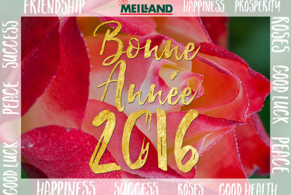 Meilland Happy New Year 2016