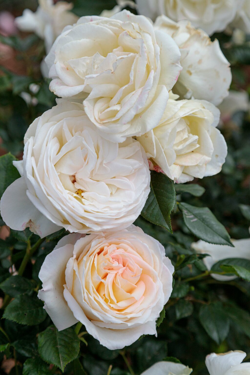 Roiser Le rosier CAMILLE CLAUDEL® baptisé • MEILLAND International