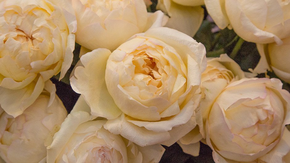 Roses De Mai Jacques Yves Eden 100 ML By Fragrance World - NEWEST REAL –  Banadir llc