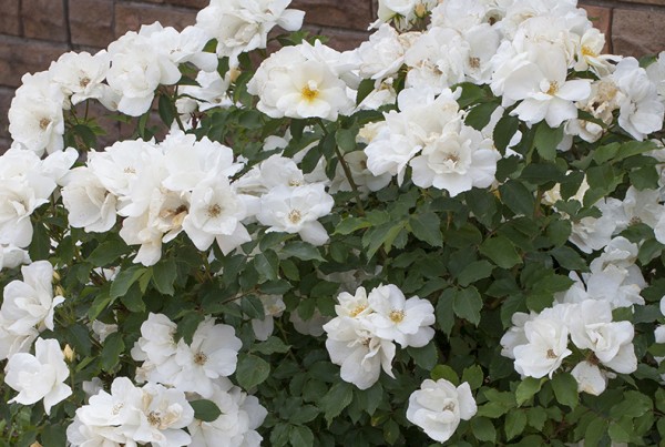 KNOCK OUT® Family of Roses • MEILLAND International