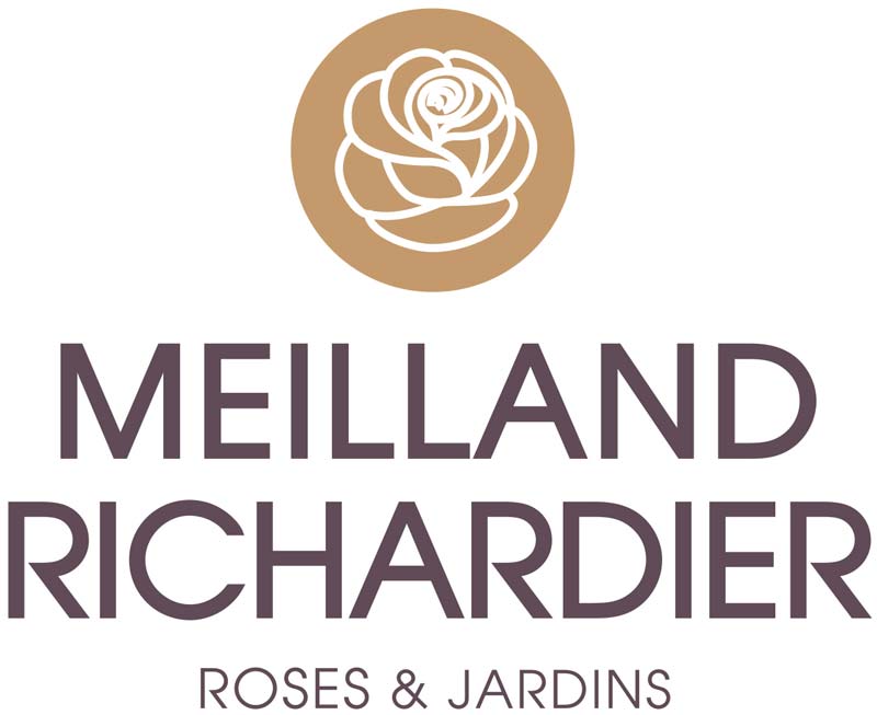 Laurier-rose simple blanc, méditerranéenne Meilland Richardier