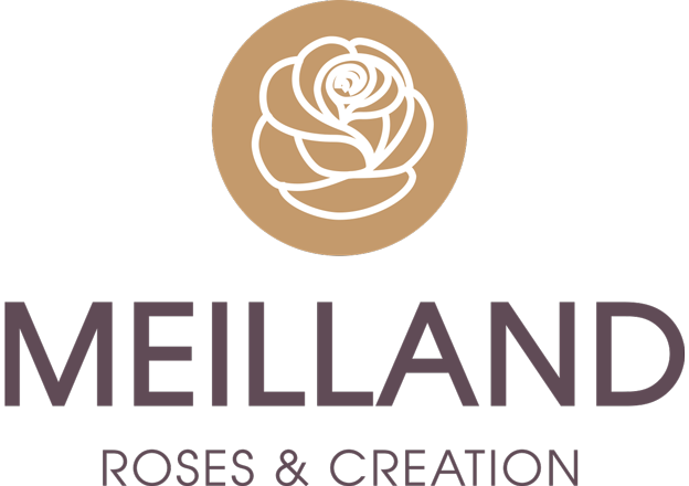 Meilland International Breeding New Varieties Of Roses