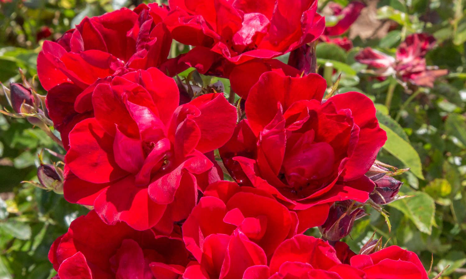 Meilland Roses gamme Street Colors Moulin Rouge meitraligh