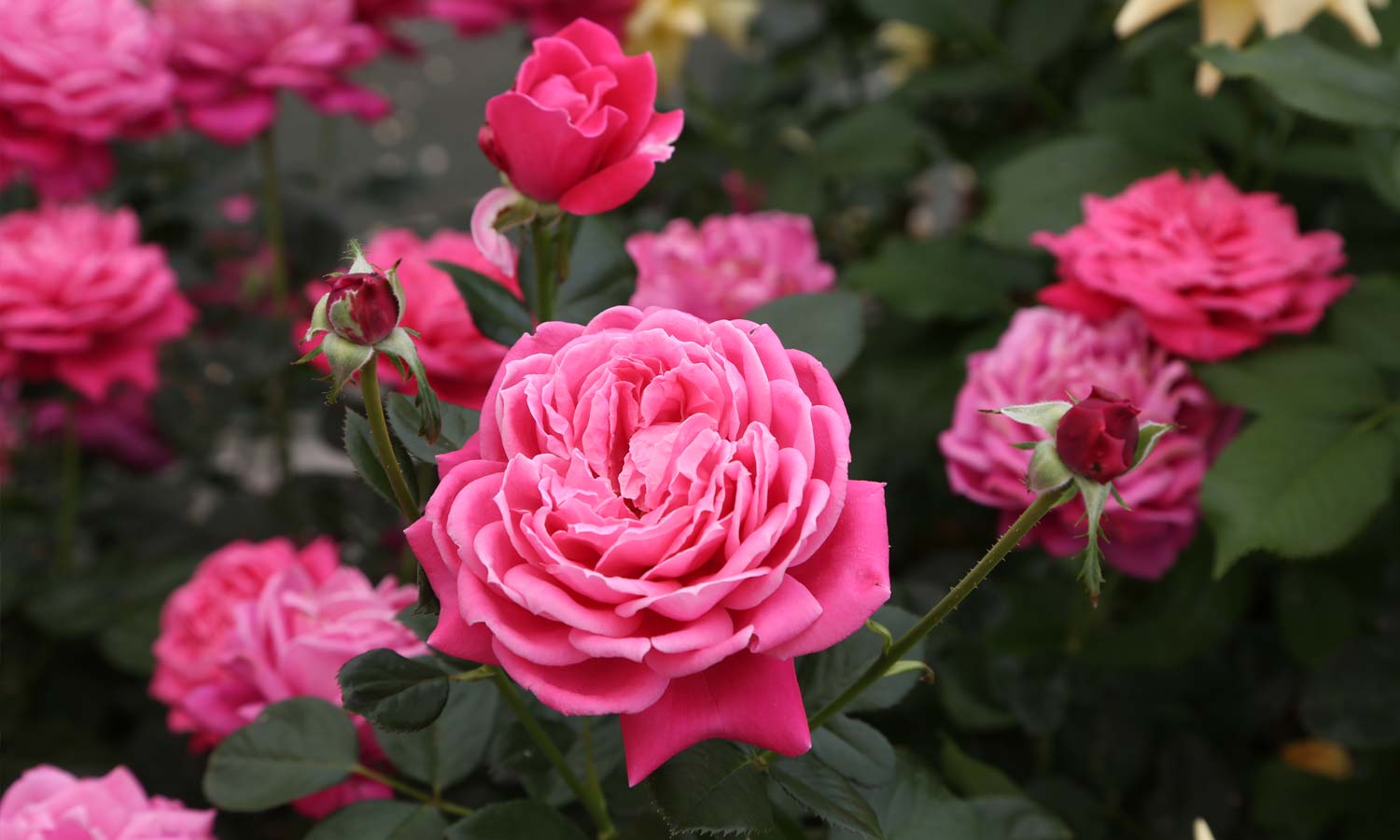 Meilland Roses variétés jardin Alexandre Astier® Meilehagan