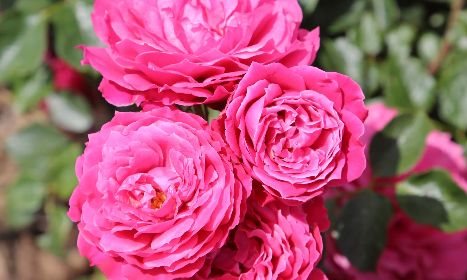 meilland-roses_varietes-jardin_alexandre-astier-meilehagan-02