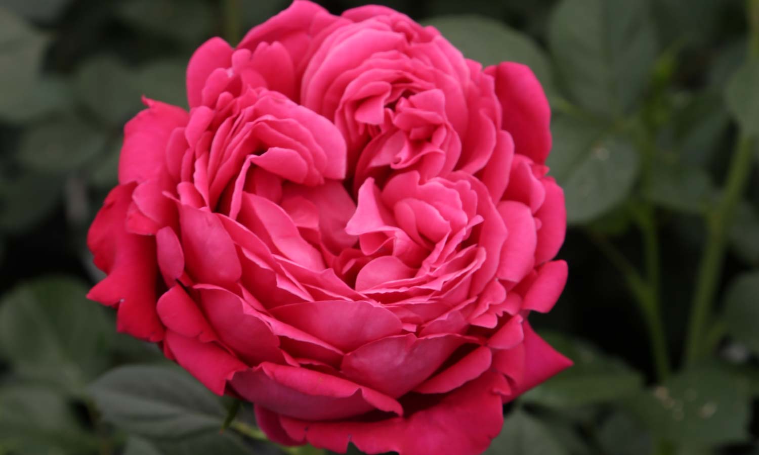 meilland-roses_varietes-jardin_alexandre-astier-meilehagan-03