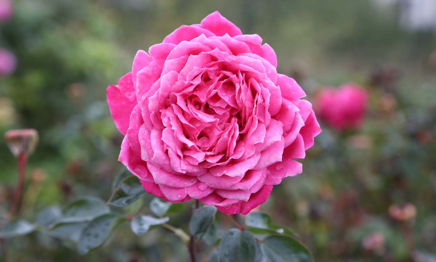 Meilland Roses variétés jardin Alexandre Astier® Meilehagan