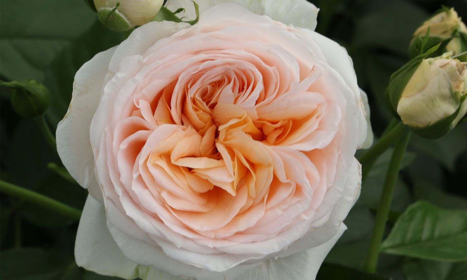 meilland-roses_varietes-jardin_altesse-meissomage-01 meilland-roses_varietes-jardin_altesse-meissomage-01