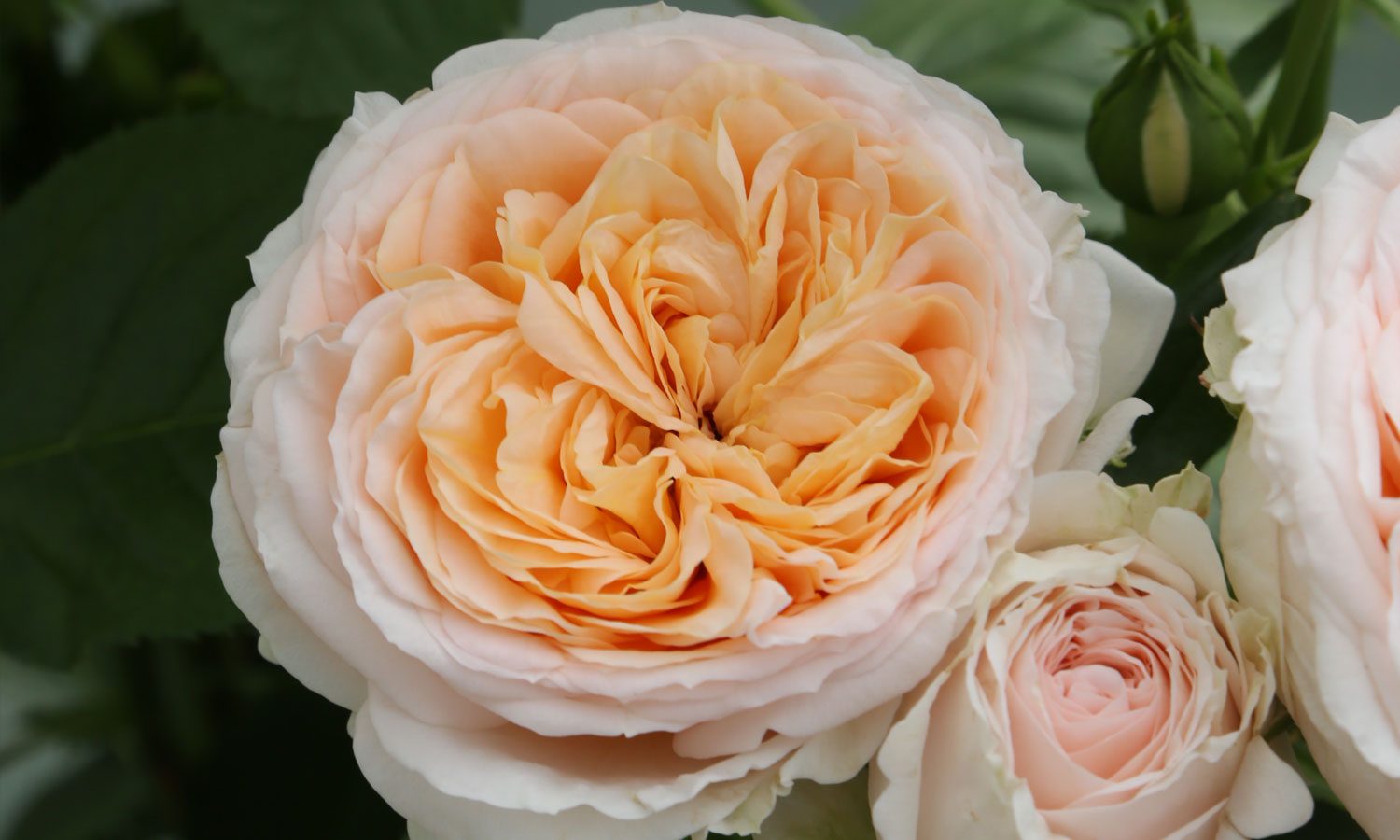 meilland-roses_varietes-jardin_altesse-meissomage-02 meilland-roses_varietes-jardin_altesse-meissomage-02