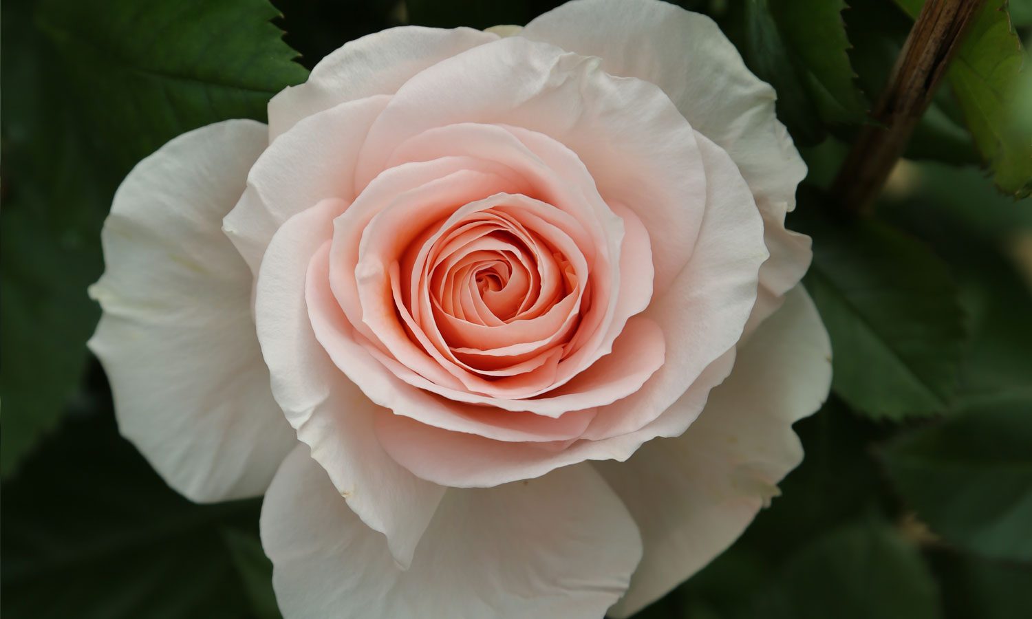 meilland-roses_varietes-jardin_altesse-meissomage-03 meilland-roses_varietes-jardin_altesse-meissomage-03