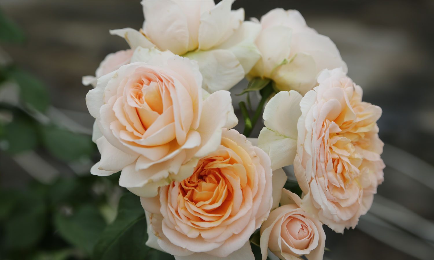 meilland-roses_varietes-jardin_altesse-meissomage-04 meilland-roses_varietes-jardin_altesse-meissomage-04