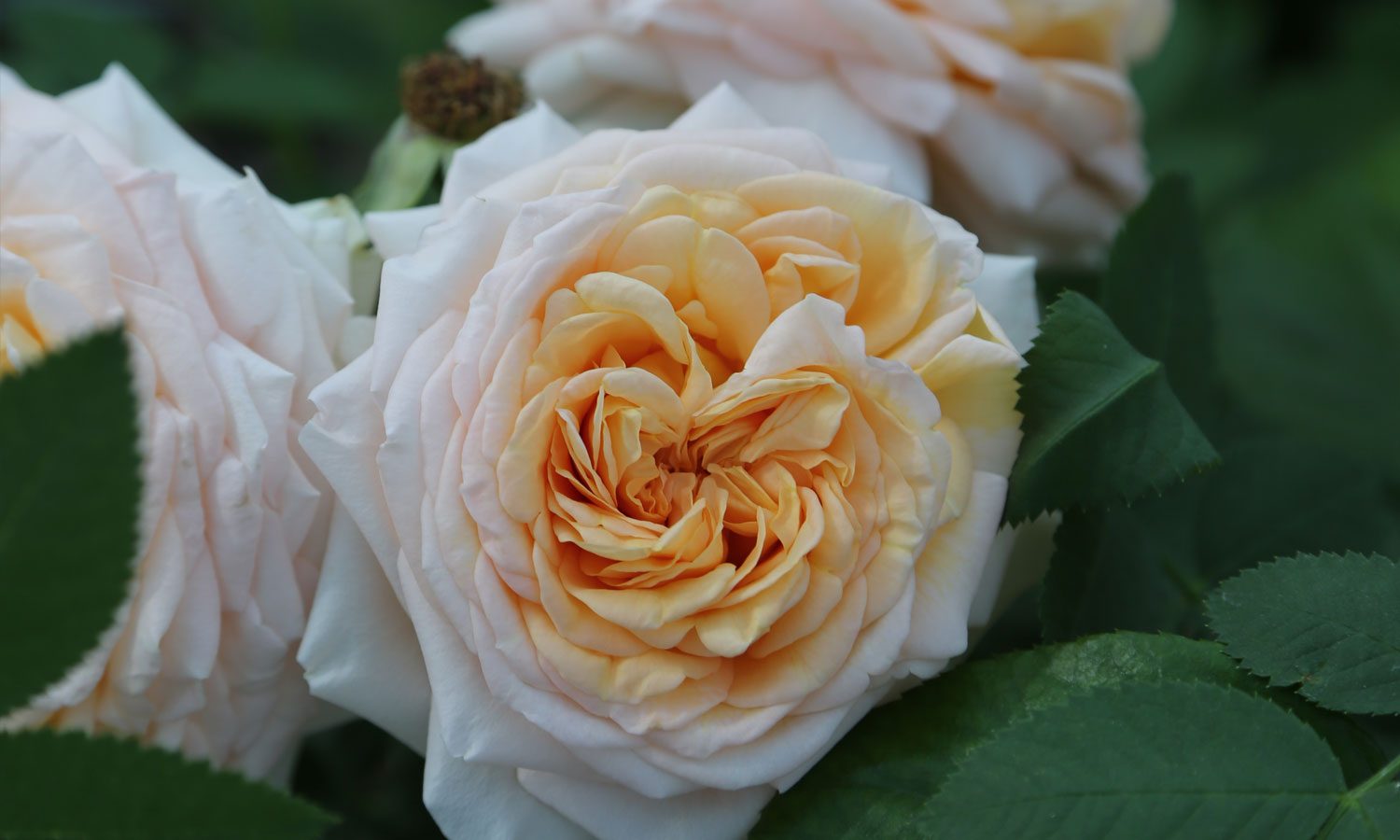 meilland-roses_varietes-jardin_altesse-meissomage-05 meilland-roses_varietes-jardin_altesse-meissomage-05