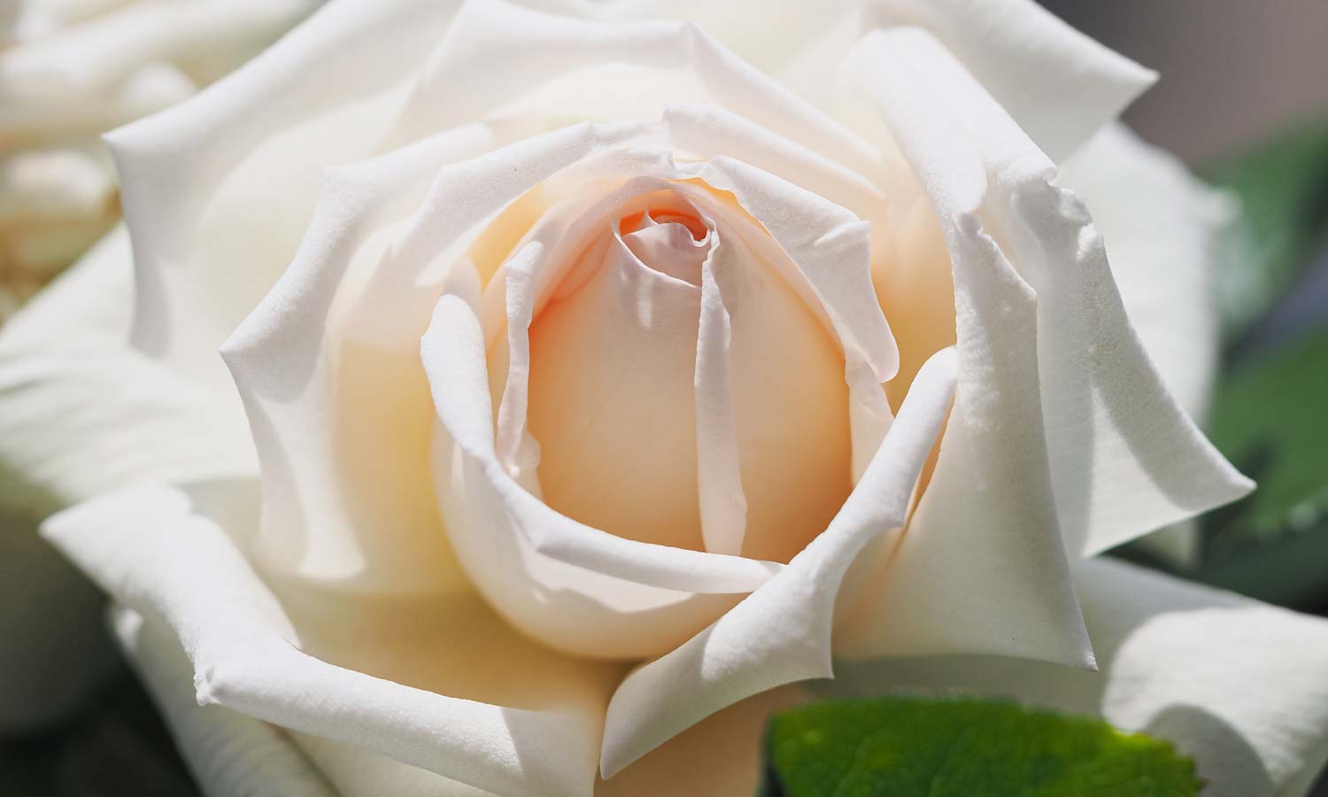 meilland-roses_varietes-jardin_anggun-meibokir-01