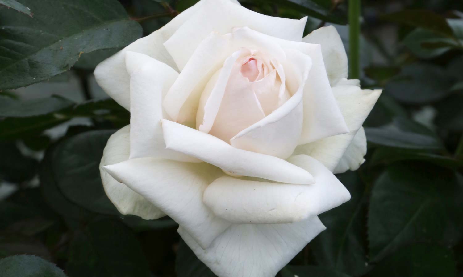 meilland-roses_varietes-jardin_anggun-meibokir-02