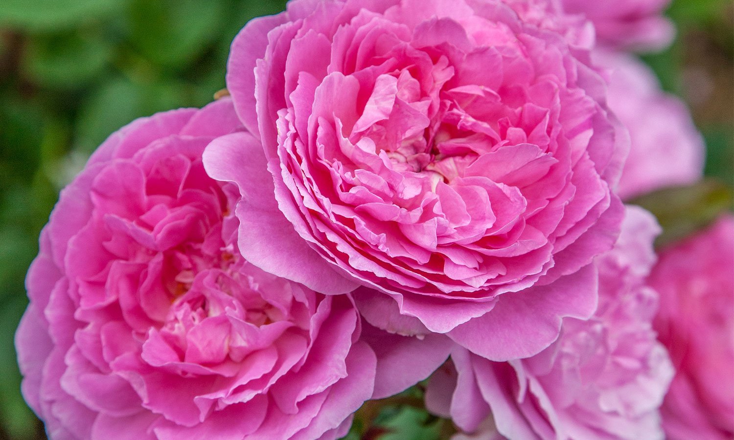 https://meilland.com/wp-content/uploads/meilland-roses_varietes-jardin_baie-des-anges-romantica.jpg