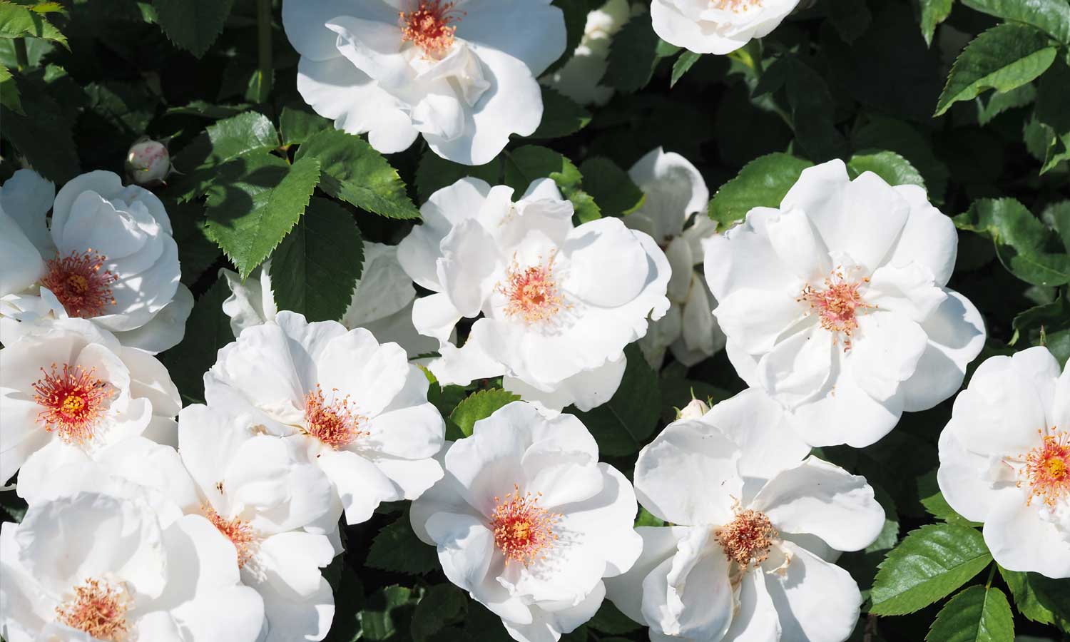 meilland-roses_varietes-jardin_bianca-knock-out-meiradblaz-02