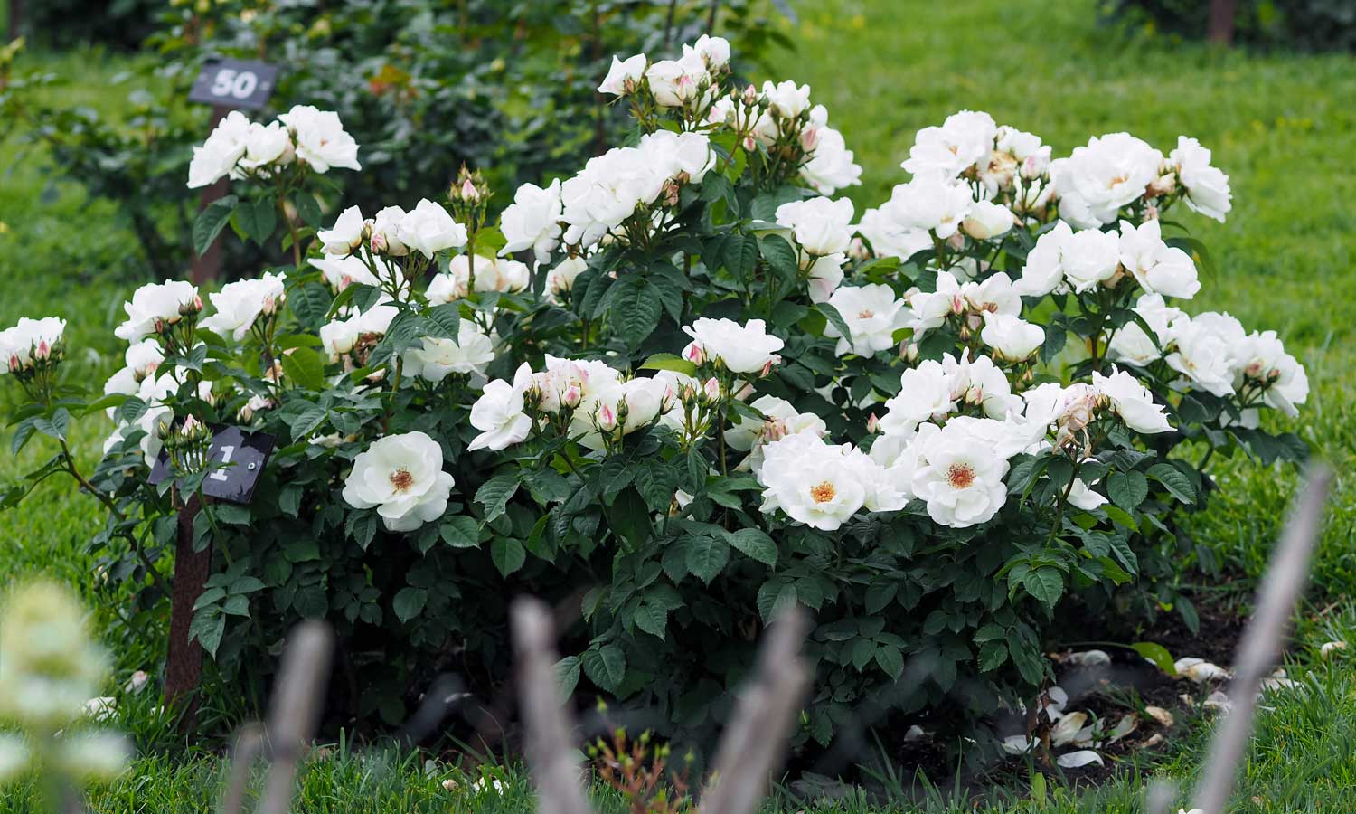 meilland-roses_varietes-jardin_bianca-knock-out-meiradblaz-03