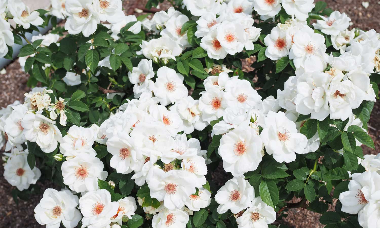 meilland-roses_varietes-jardin_bianca-knock-out-meiradblaz-04