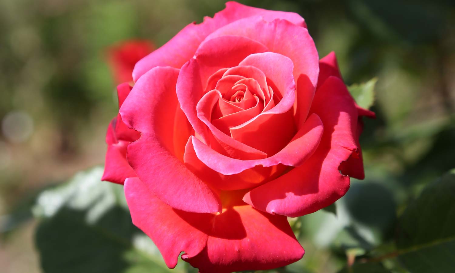 Meilland Roses variétés jardin Cherry Explosion® Baisikomik