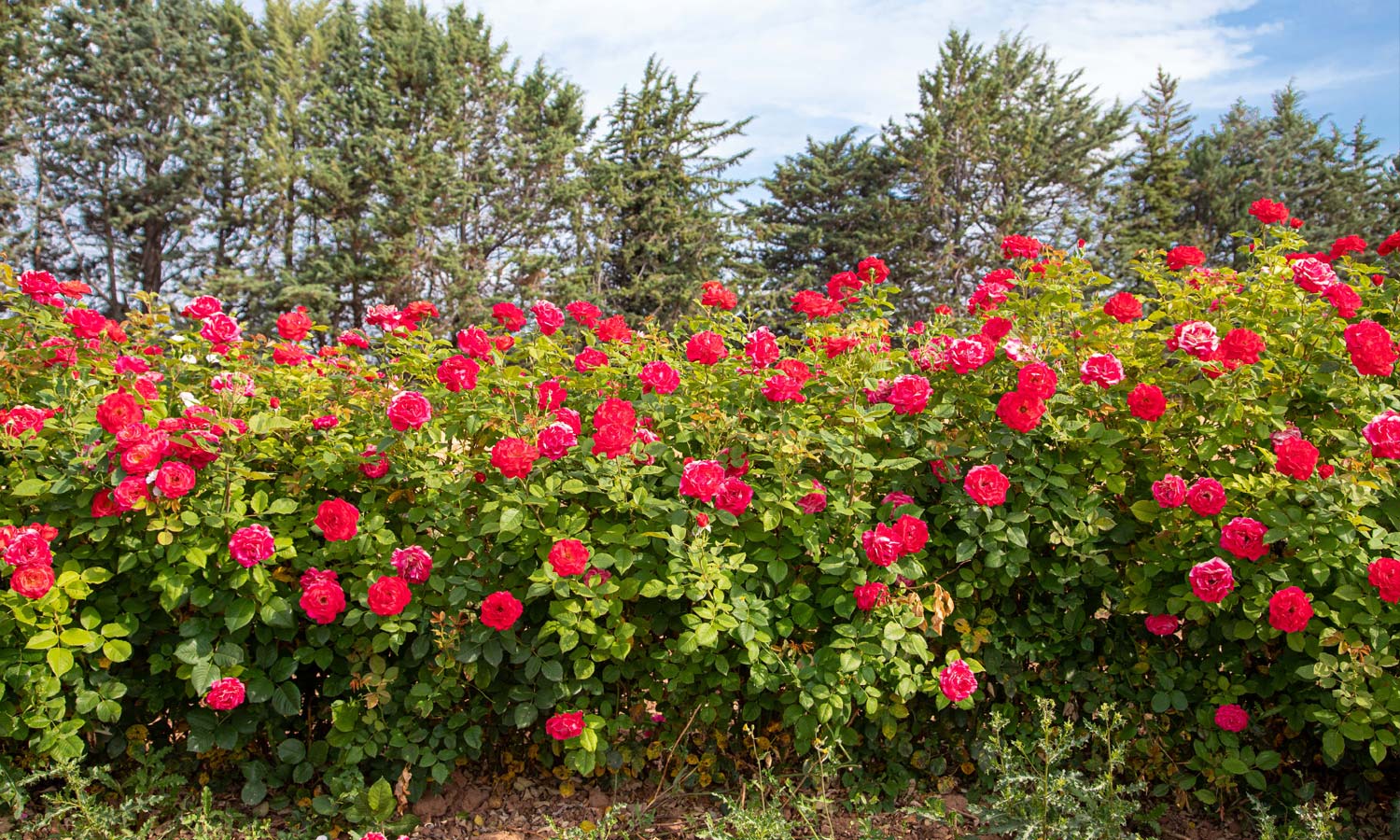 Meilland Roses variétés jardin Cherry Explosion® Baisikomik