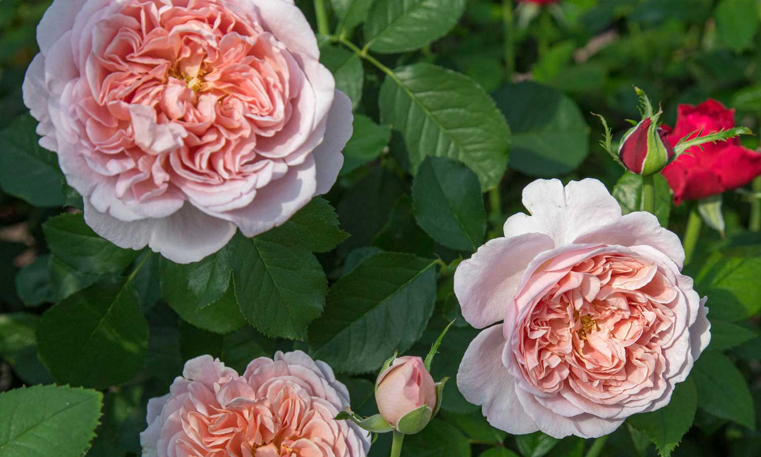 meilland-roses_varietes-jardin_chocolat-romantica-meiseihoc-02