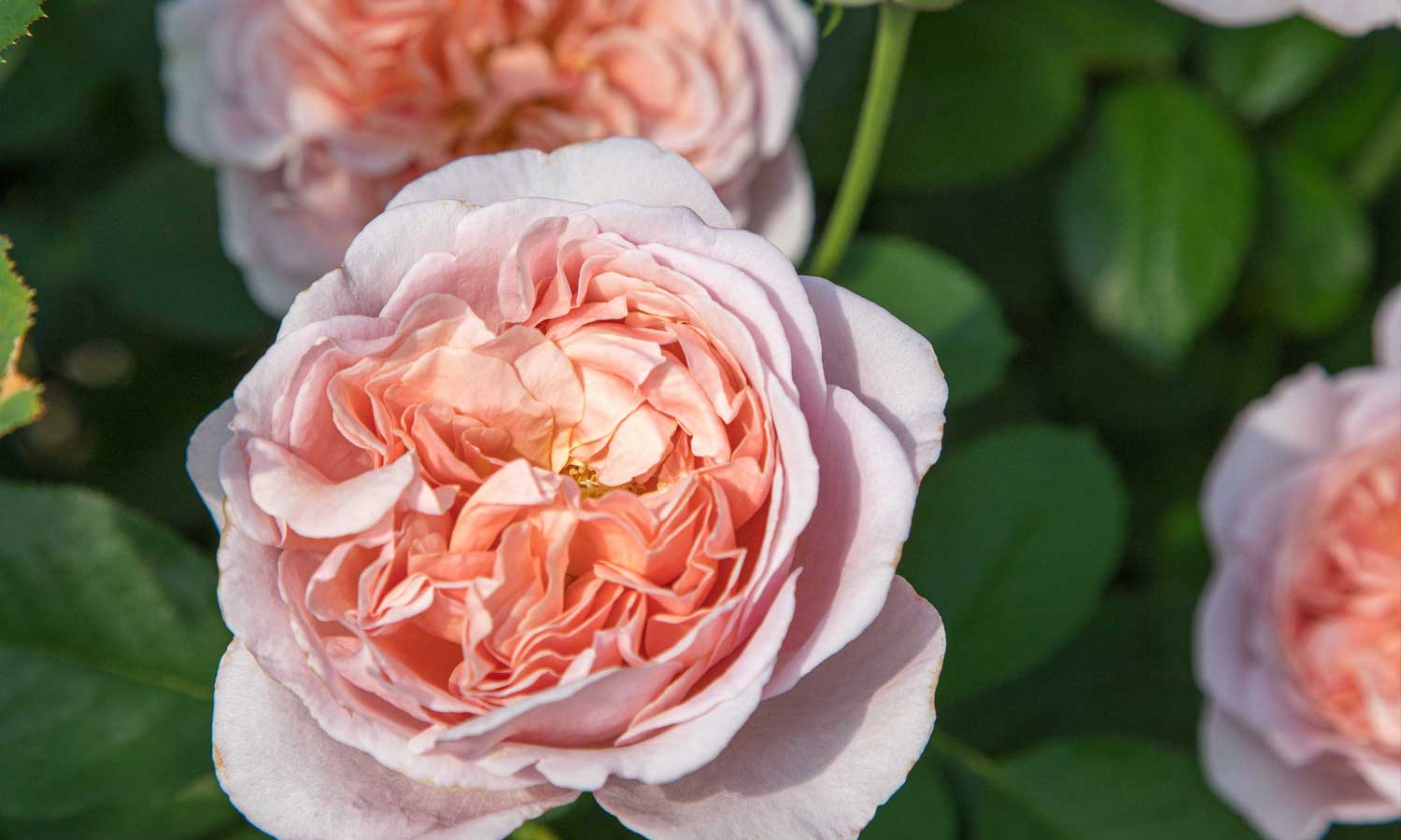 meilland-roses_varietes-jardin_chocolat-romantica-meiseihoc-03