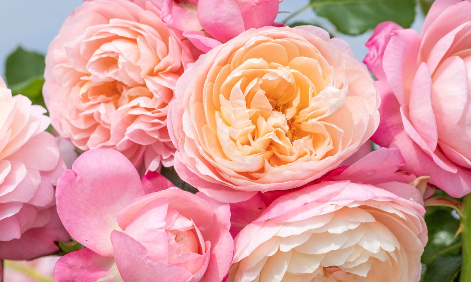 meilland-roses_varietes-jardin_david-hockney-meibritty-01