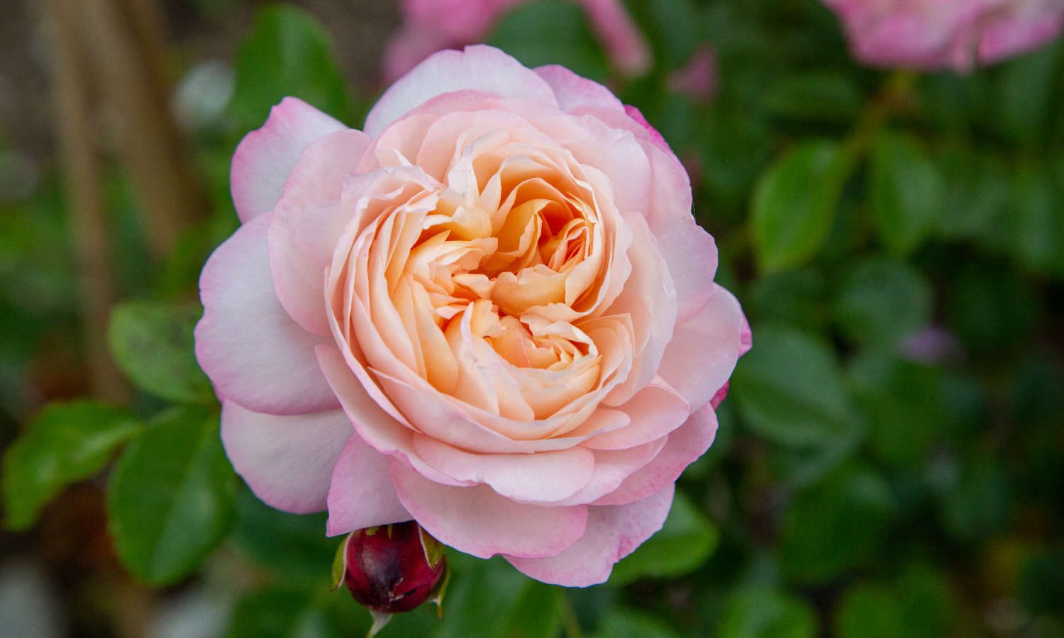 meilland-roses_varietes-jardin_david-hockney-meibritty-02