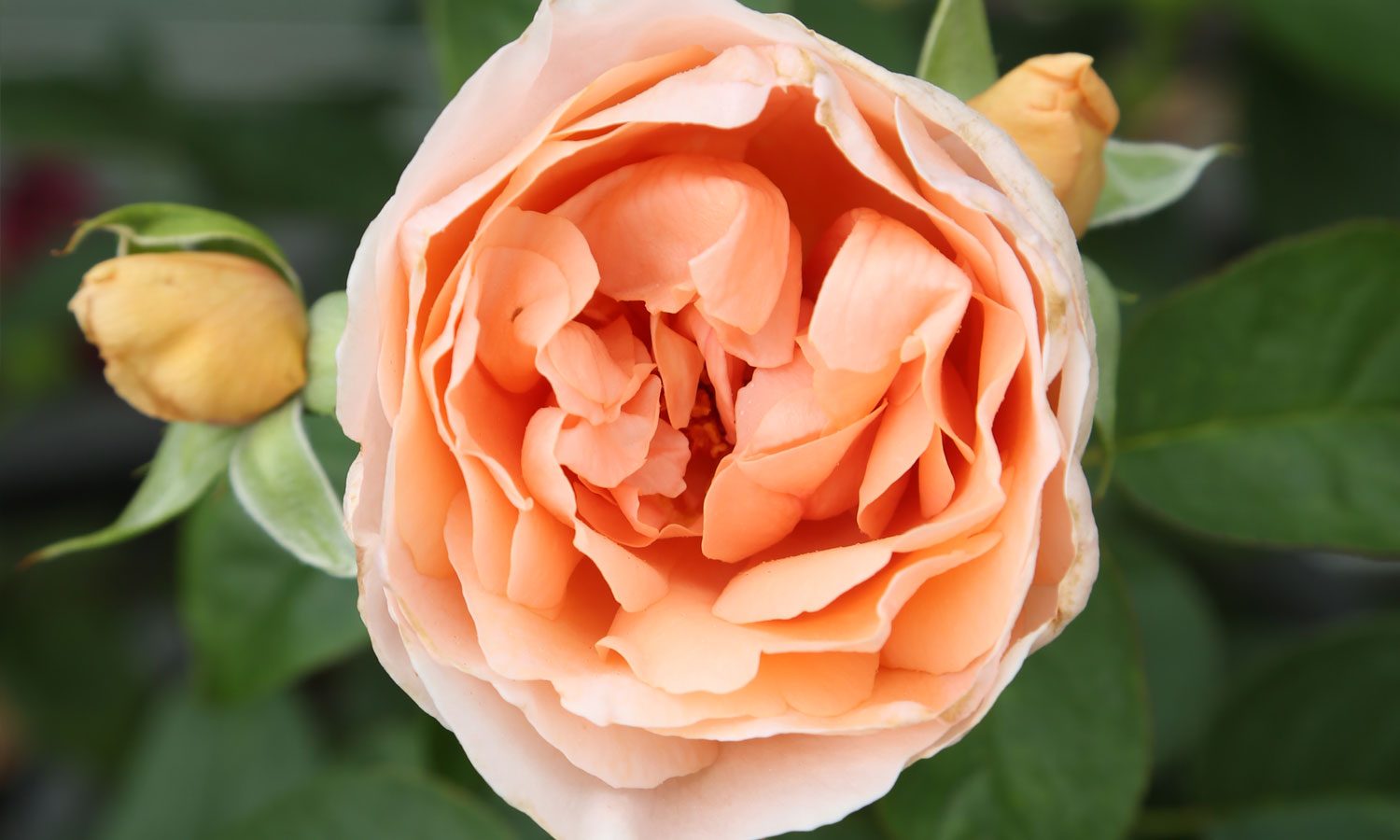 meilland-roses_varietes-jardin_dolce-prefumella-meiclusoc-01