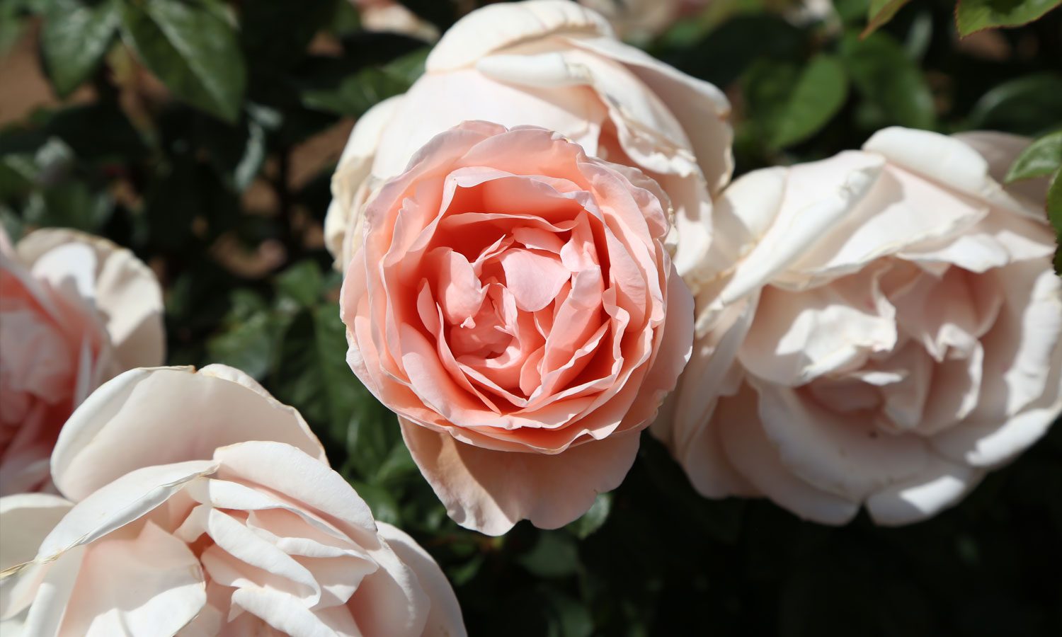 meilland-roses_varietes-jardin_dolce-prefumella-meiclusoc-02