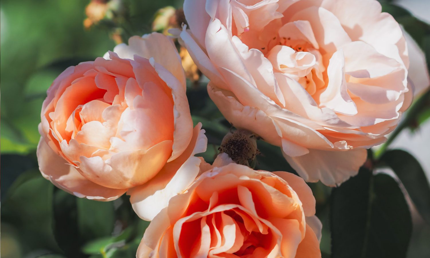 meilland-roses_varietes-jardin_dolce-prefumella-meiclusoc-03