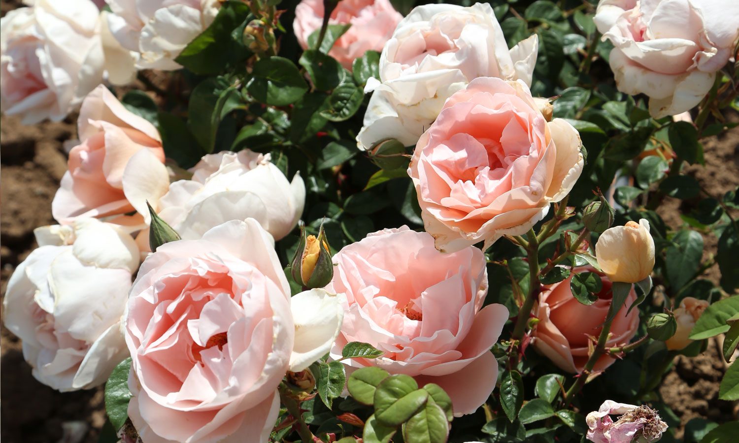 meilland-roses_varietes-jardin_dolce-prefumella-meiclusoc-04
