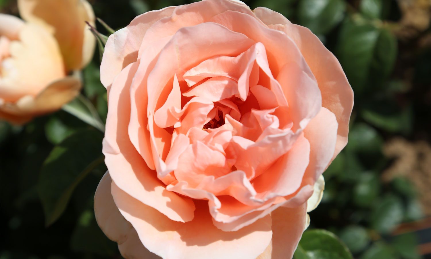 meilland-roses_varietes-jardin_dolce-prefumella-meiclusoc-05