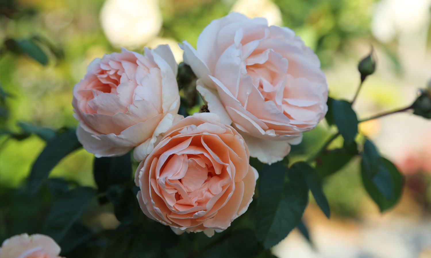 meilland-roses_varietes-jardin_dolce-prefumella-meiclusoc-06