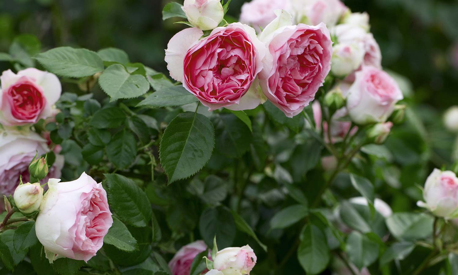 Meilland Roses varietes jardin Gp Mini Pierre de Ronsard Meibigboni