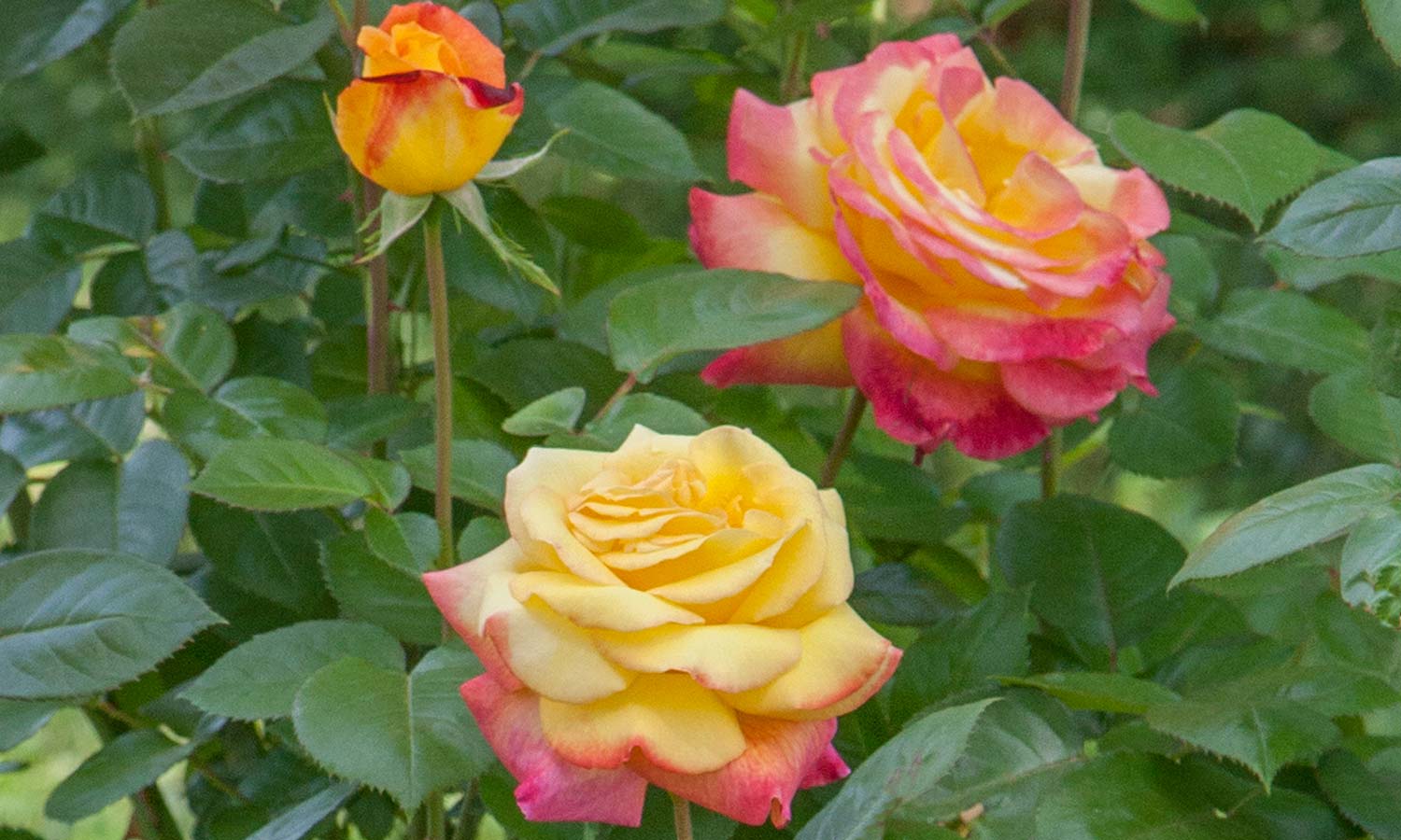 Meilland Roses varietes jardin Gp Pullman Orient Express Baipeacesar