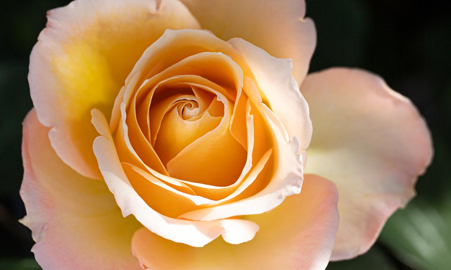 meilland-roses_varietes-jardin_honey-perfumella-meibuteen-01