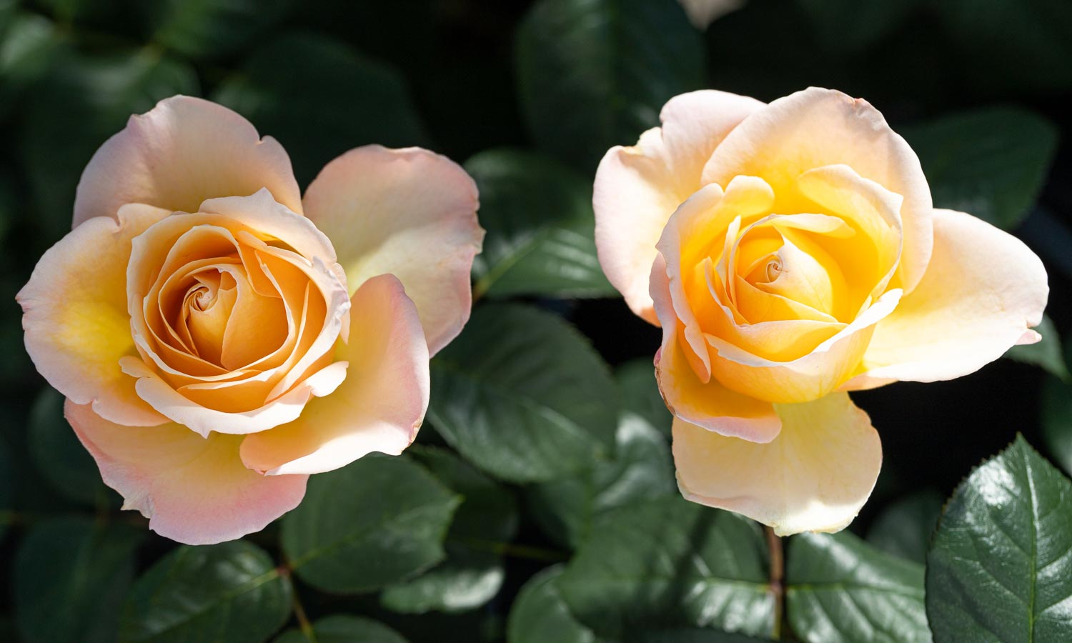 meilland-roses_varietes-jardin_honey-perfumella-meibuteen-02