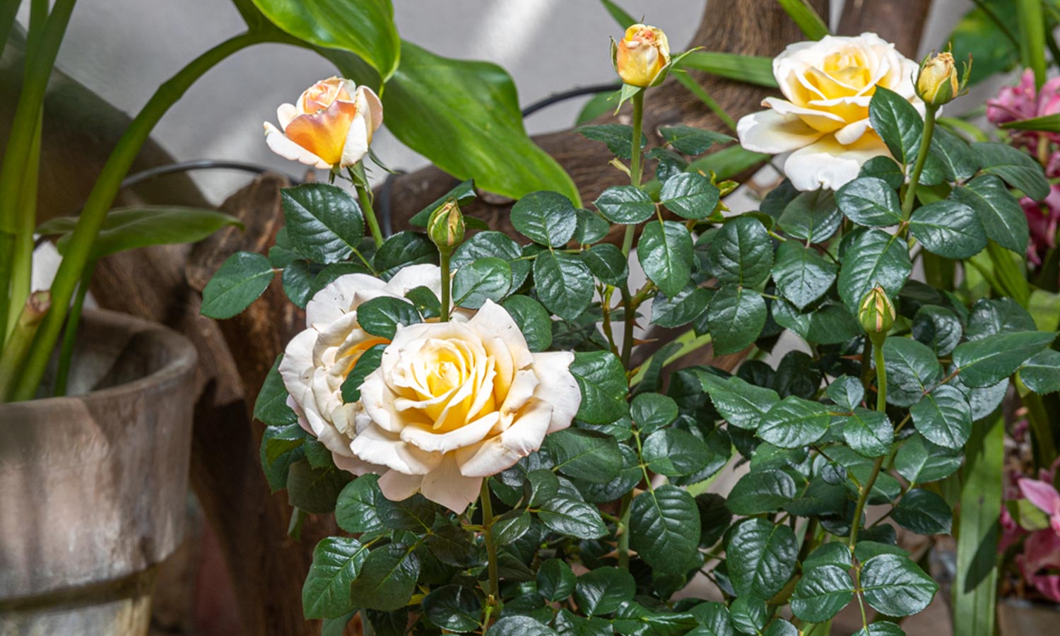 meilland-roses_varietes-jardin_honey-perfumella-meibuteen-03