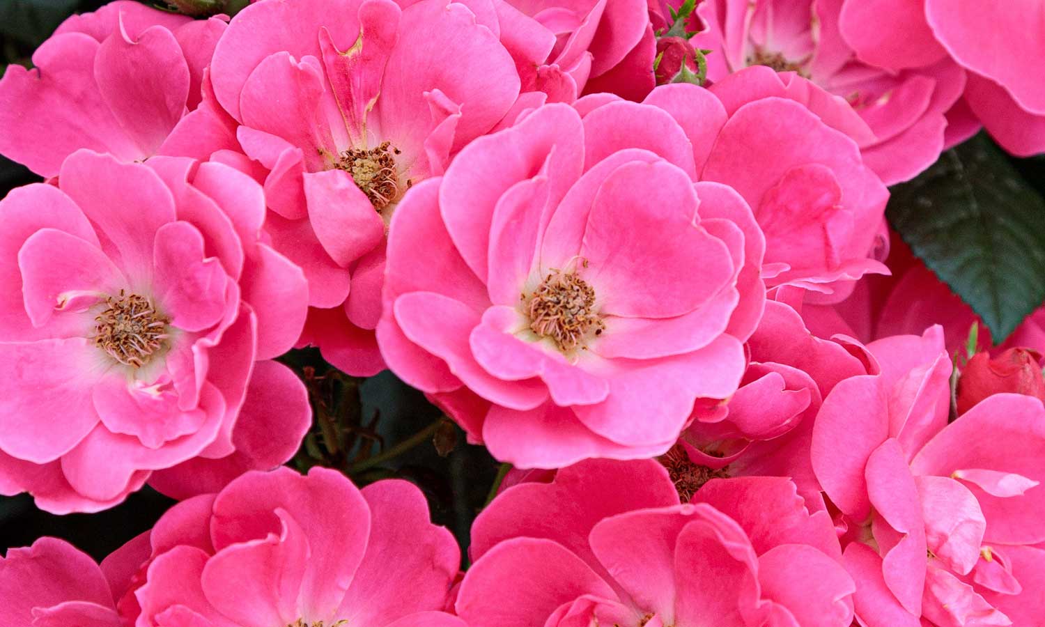 meilland-roses_varietes-jardin_hot-pink-meidiland-sprogreatpink-01