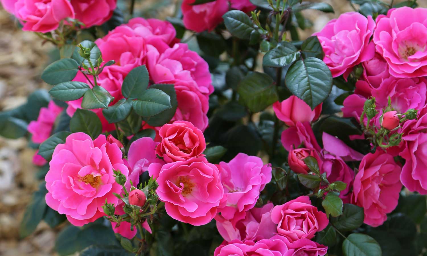 meilland-roses_varietes-jardin_hot-pink-meidiland-sprogreatpink-02
