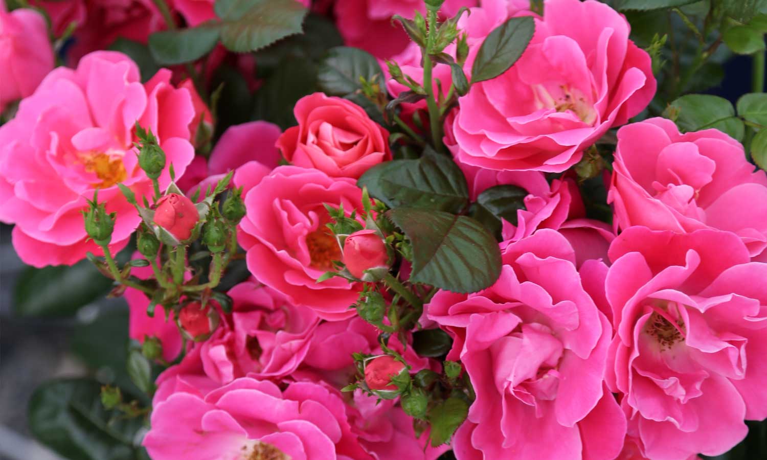 meilland-roses_varietes-jardin_hot-pink-meidiland-sprogreatpink-03