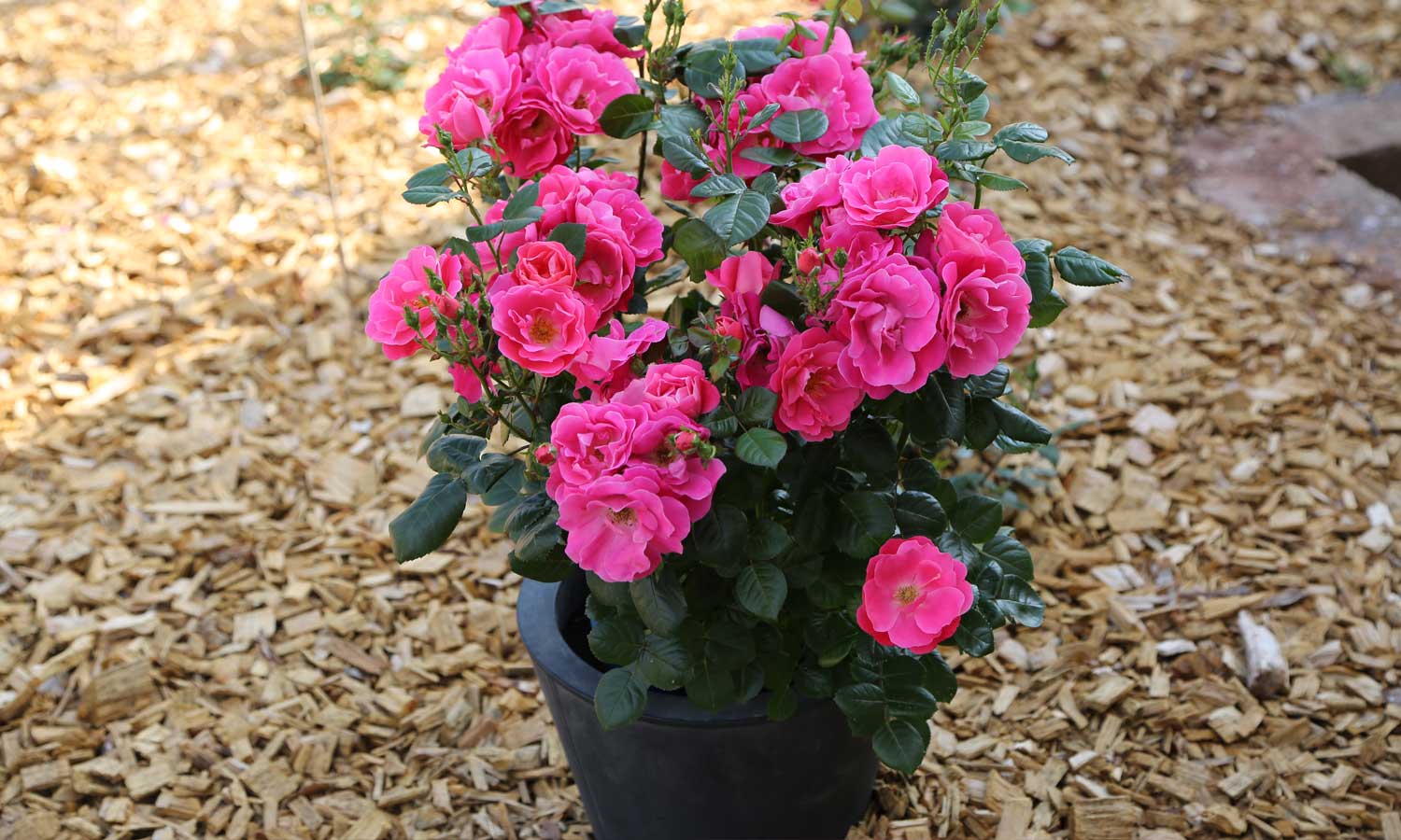 meilland-roses_varietes-jardin_hot-pink-meidiland-sprogreatpink-04