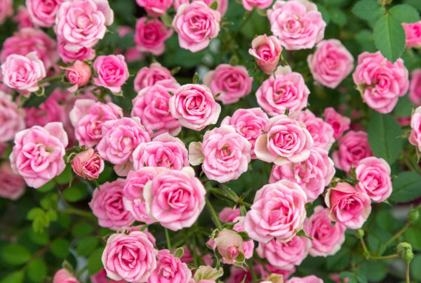 Variétés de rosiers de Jardin • MEILLAND International