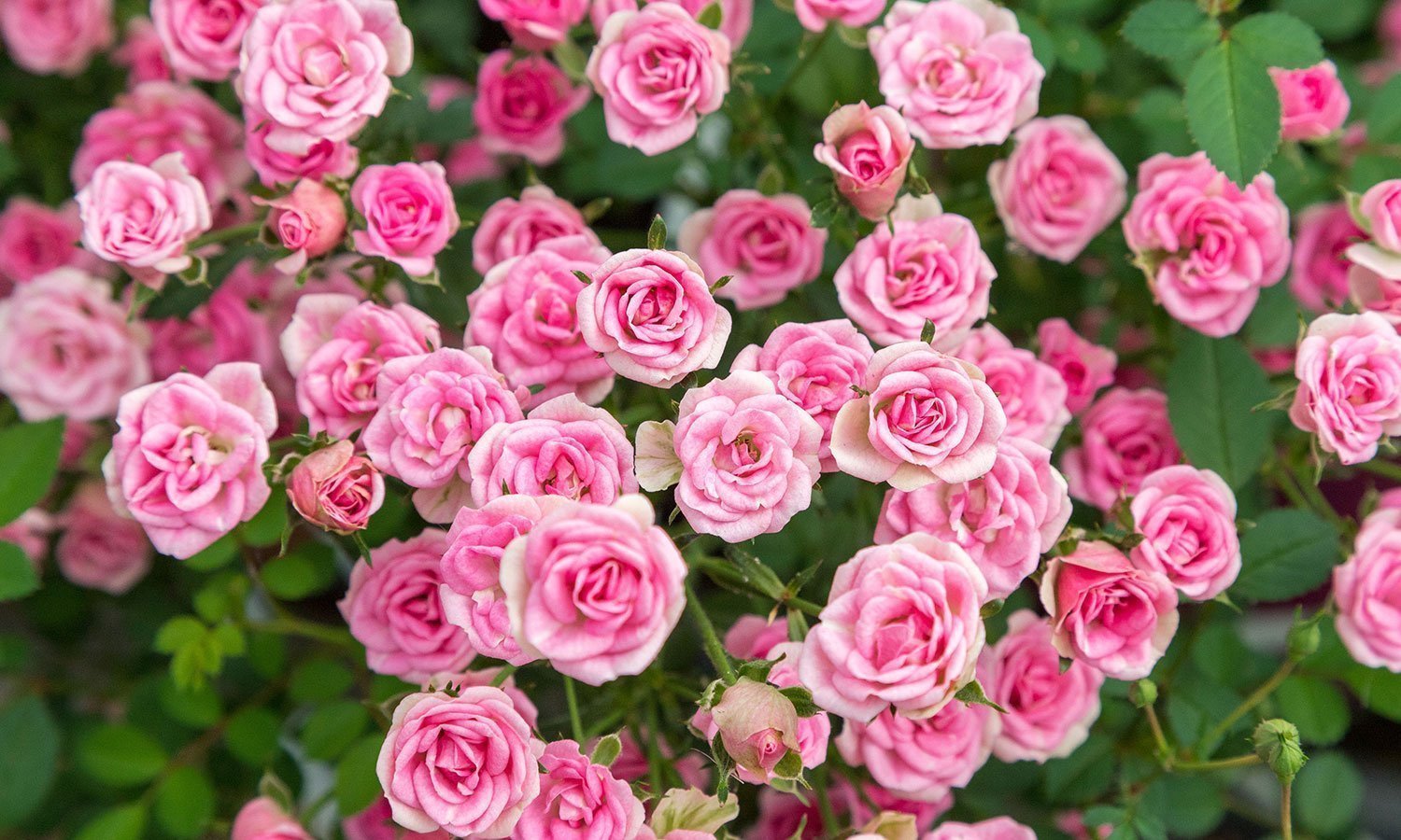 Meilland Roses varietes jardin Lilly Rose Wonder 5