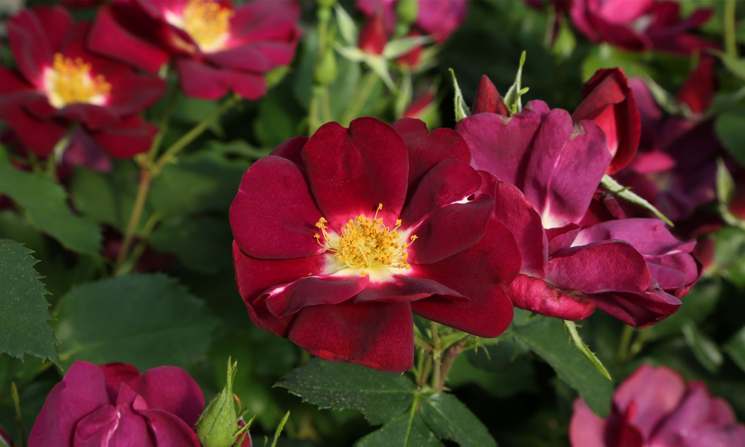 meilland-roses_varietes-jardin_lunova-meinuiso-01