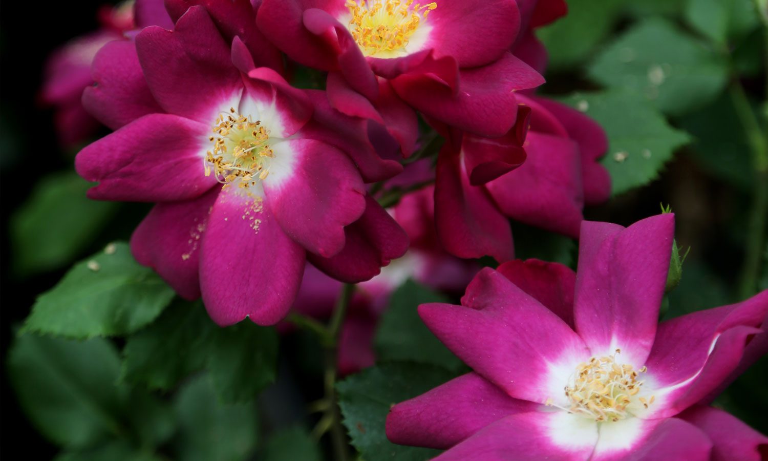 meilland-roses_varietes-jardin_lunova-meinuiso-02 meilland-roses_varietes-jardin_lunova-meinuiso-02